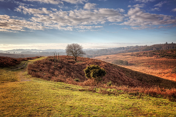 Pickets Post New Forest