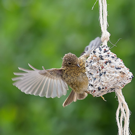 Baby Robin on feeder