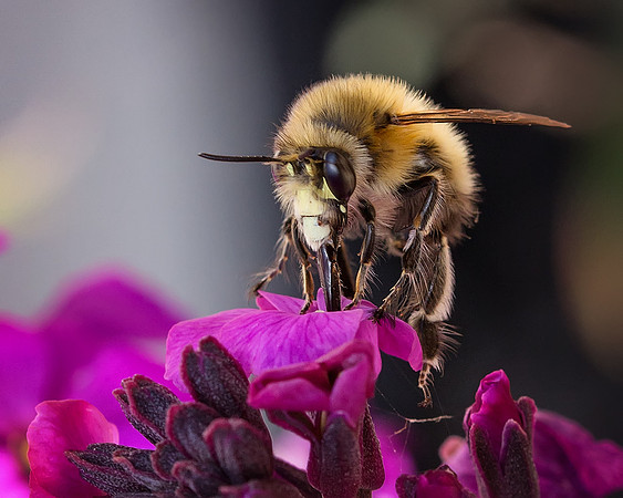 Bee