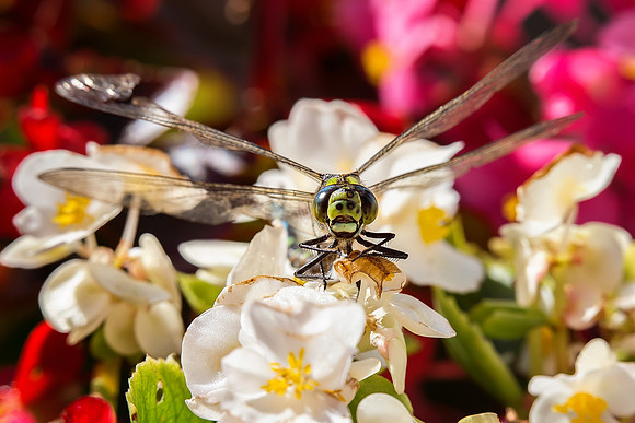 Dragonfly